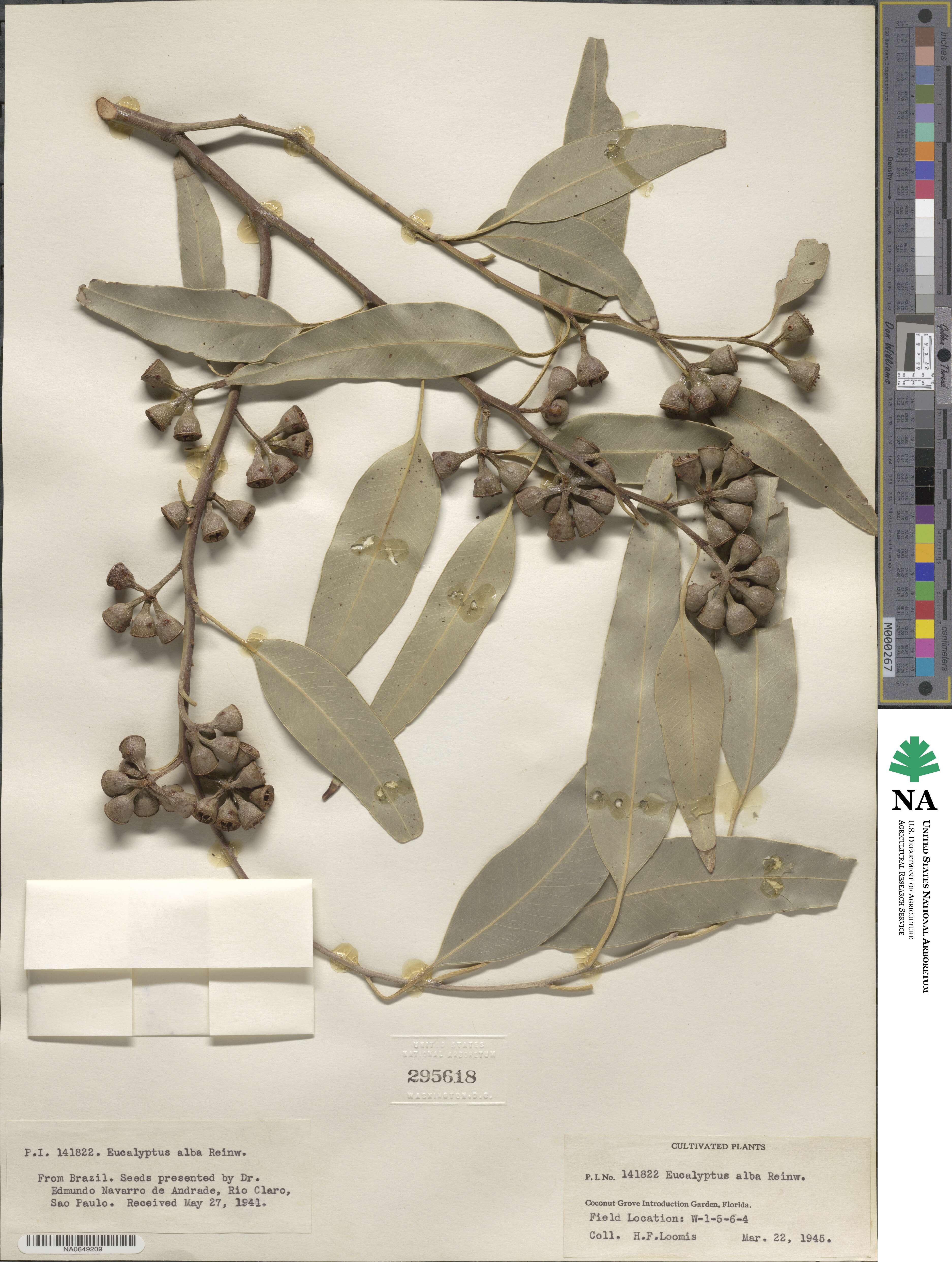 Eucalyptus alba image