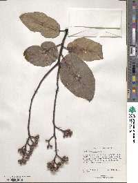 Eucalyptus alba image