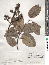 Eucalyptus alba image