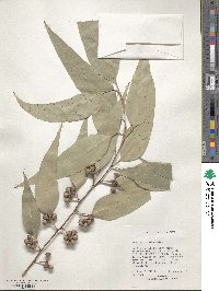 Eucalyptus alba image