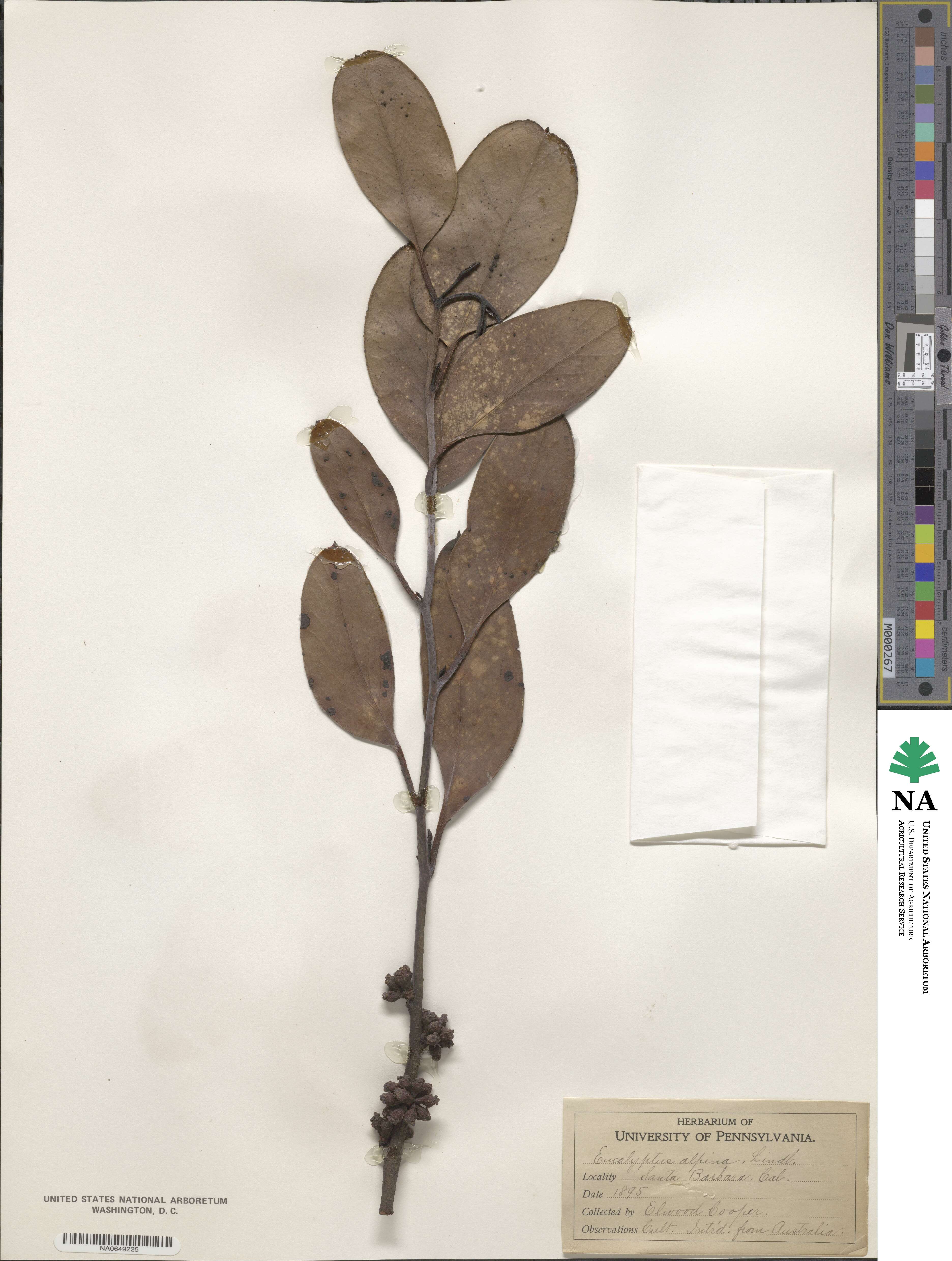 Eucalyptus alpina image