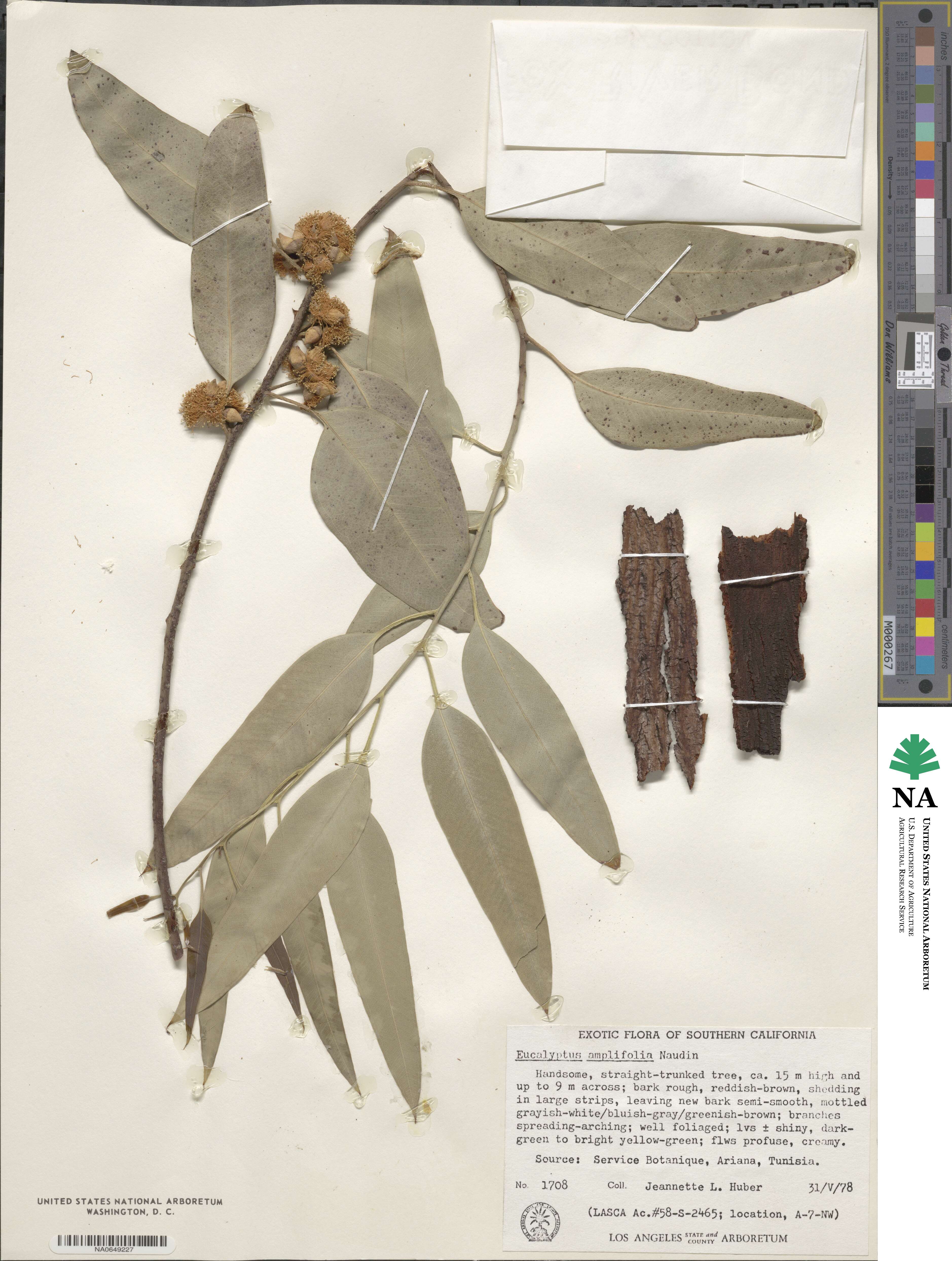 Eucalyptus amplifolia image