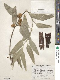 Image of Eucalyptus amplifolia