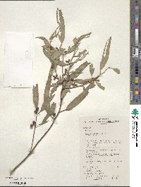 Eucalyptus viminalis image