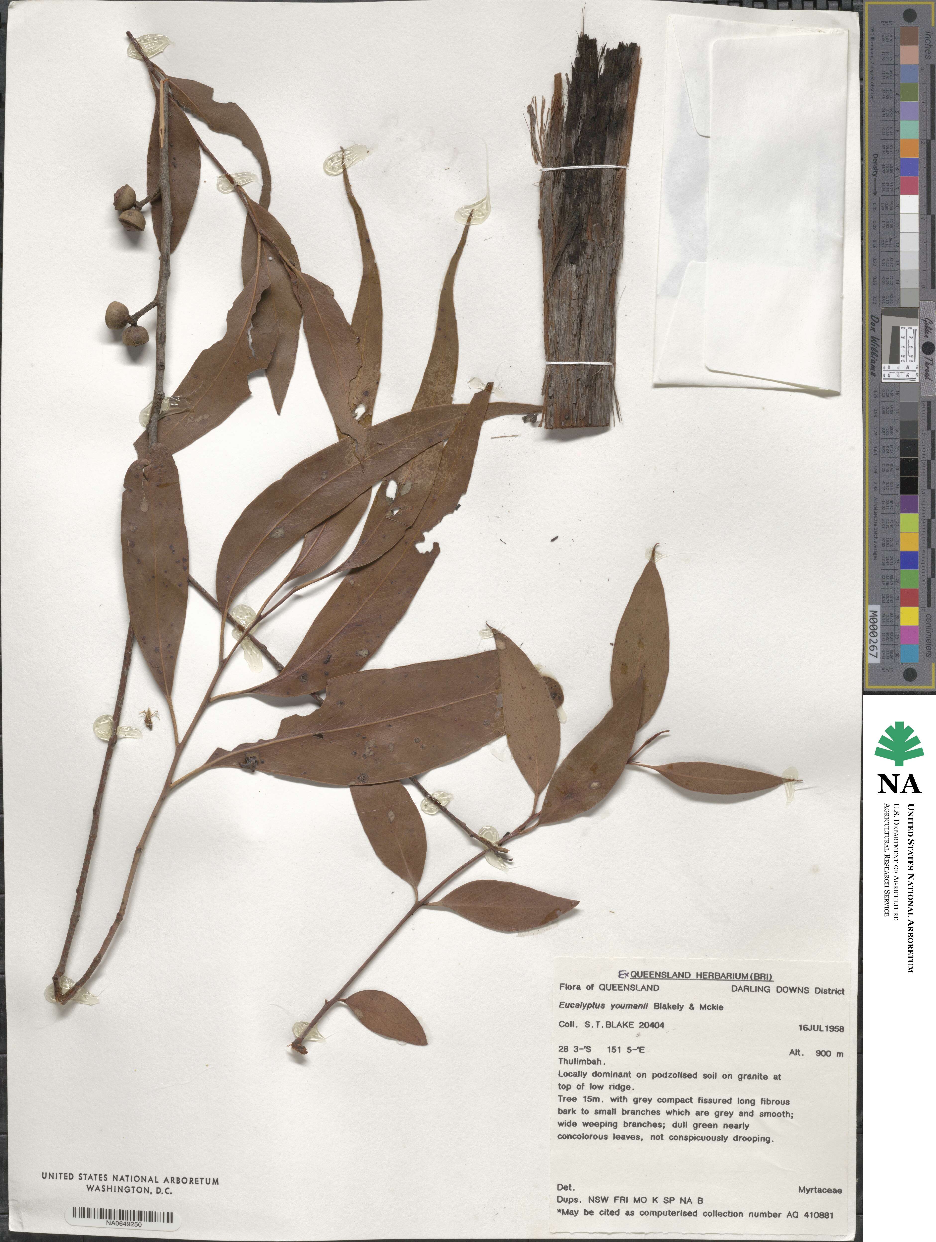 Eucalyptus youmanii image