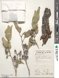 Eucalyptus striaticalyx image