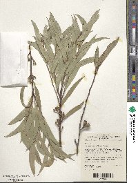 Eucalyptus stricta image