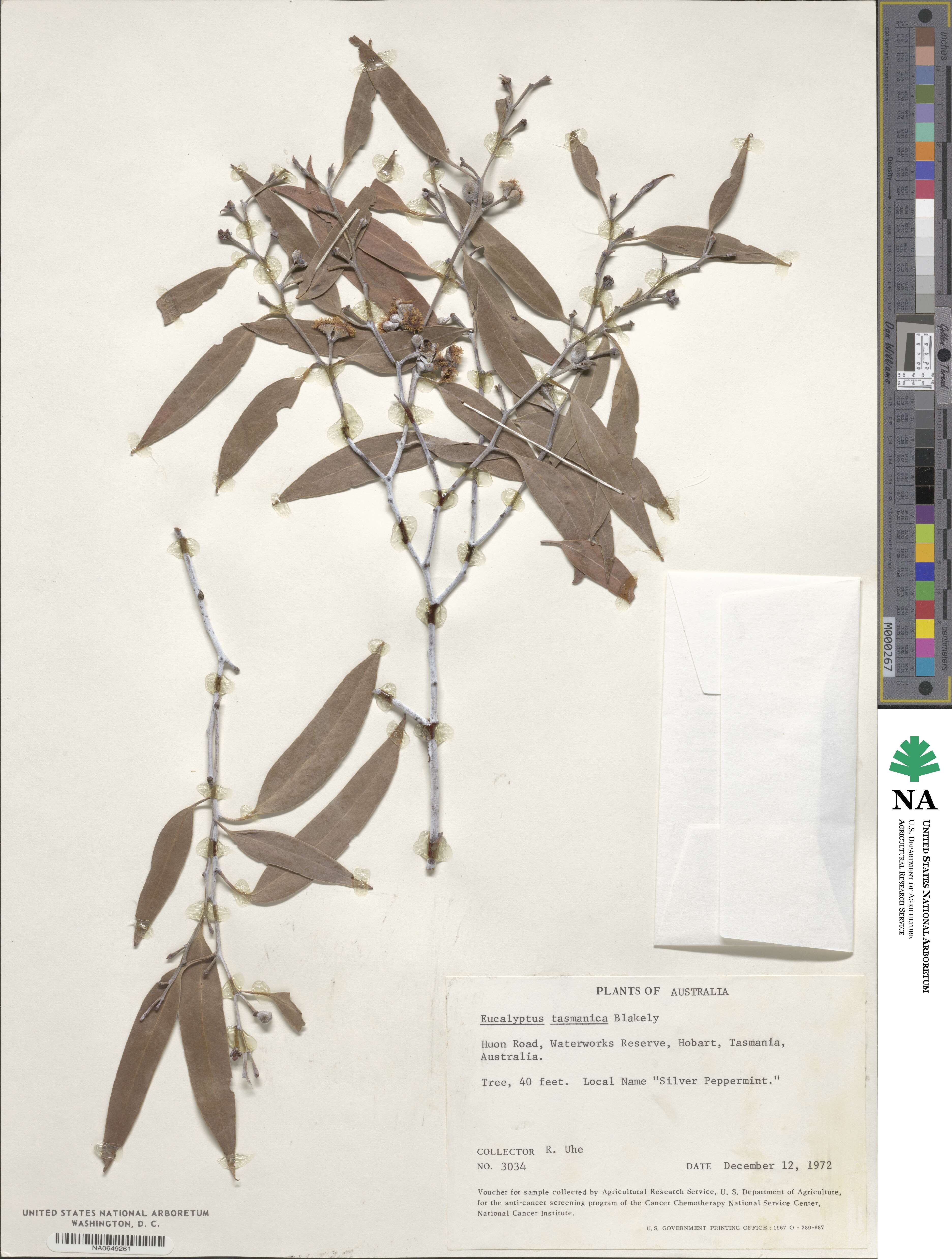 Eucalyptus delegatensis subsp. tasmaniensis image