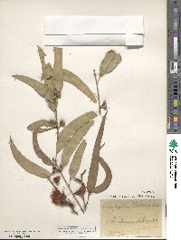 Eucalyptus tereticornis image