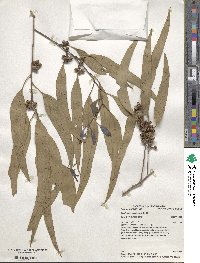 Eucalyptus tereticornis image