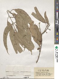 Eucalyptus tereticornis image