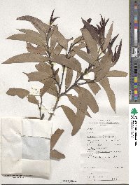 Eucalyptus triflora image