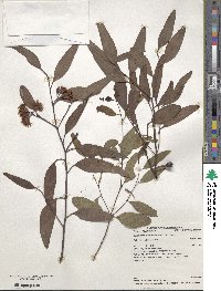 Eucalyptus sideroxylon image