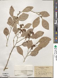 Eucalyptus populifolia image