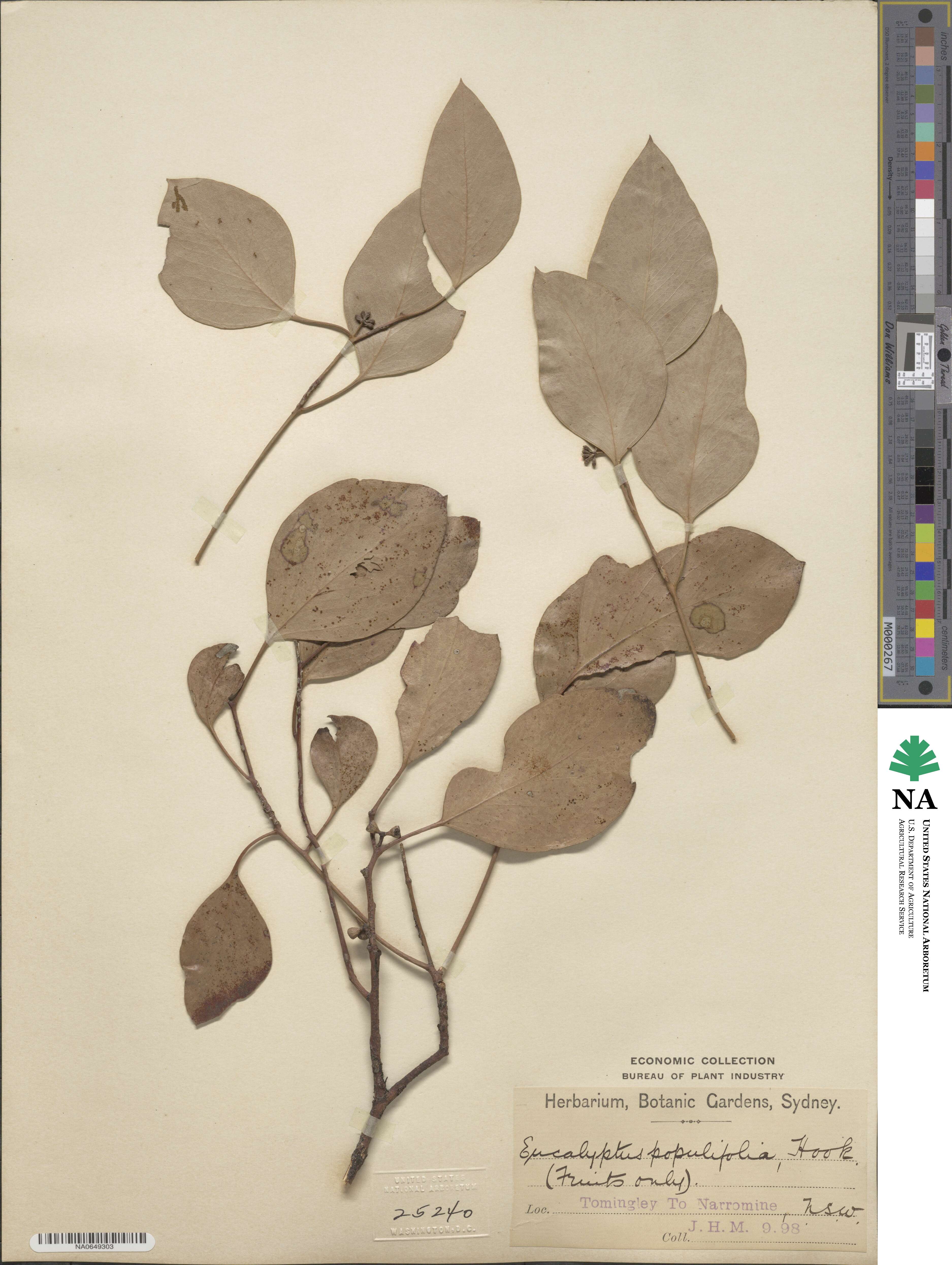 Eucalyptus populifolia image