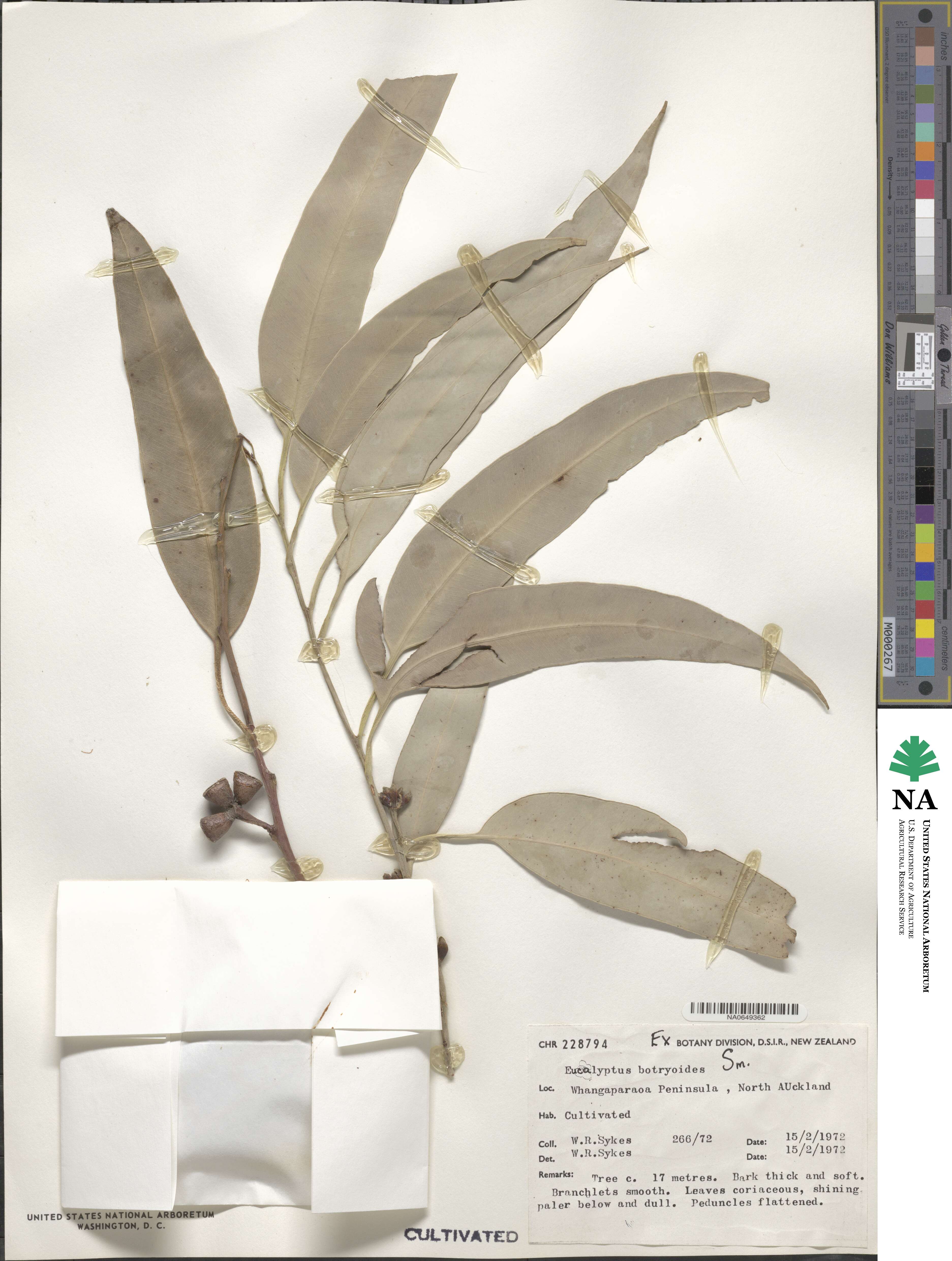 Eucalyptus botryoides image