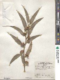 Eucalyptus botryoides image