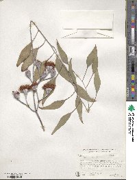 Eucalyptus caesia image