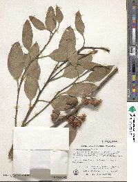 Image of Eucalyptus angulosa