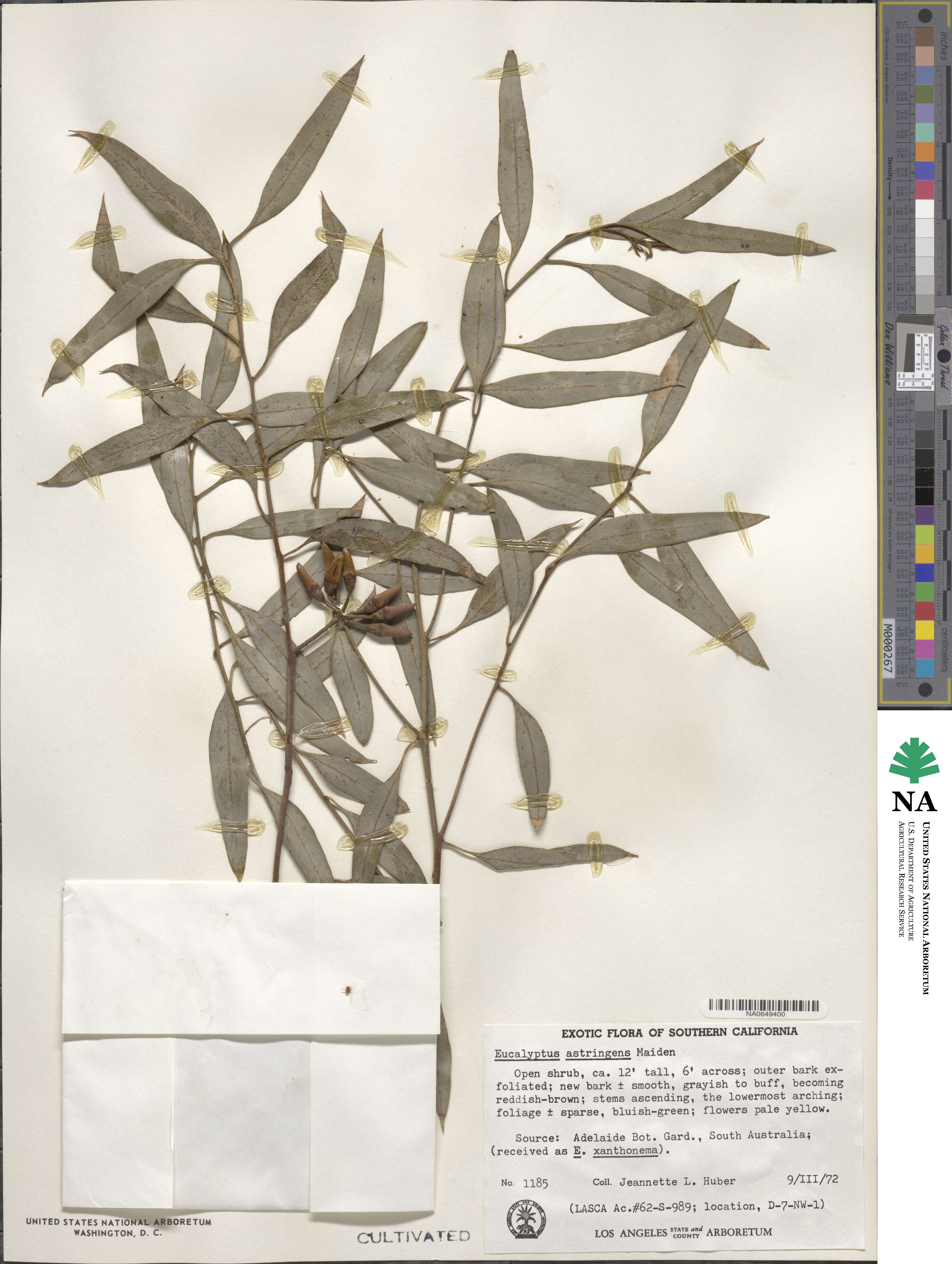 Eucalyptus astringens image