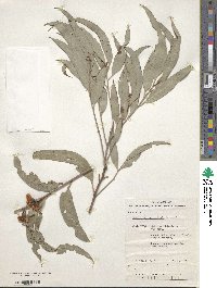 Image of Eucalyptus baeuerlenii