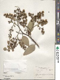 Image of Eucalyptus behriana