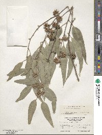 Image of Eucalyptus blakelyi