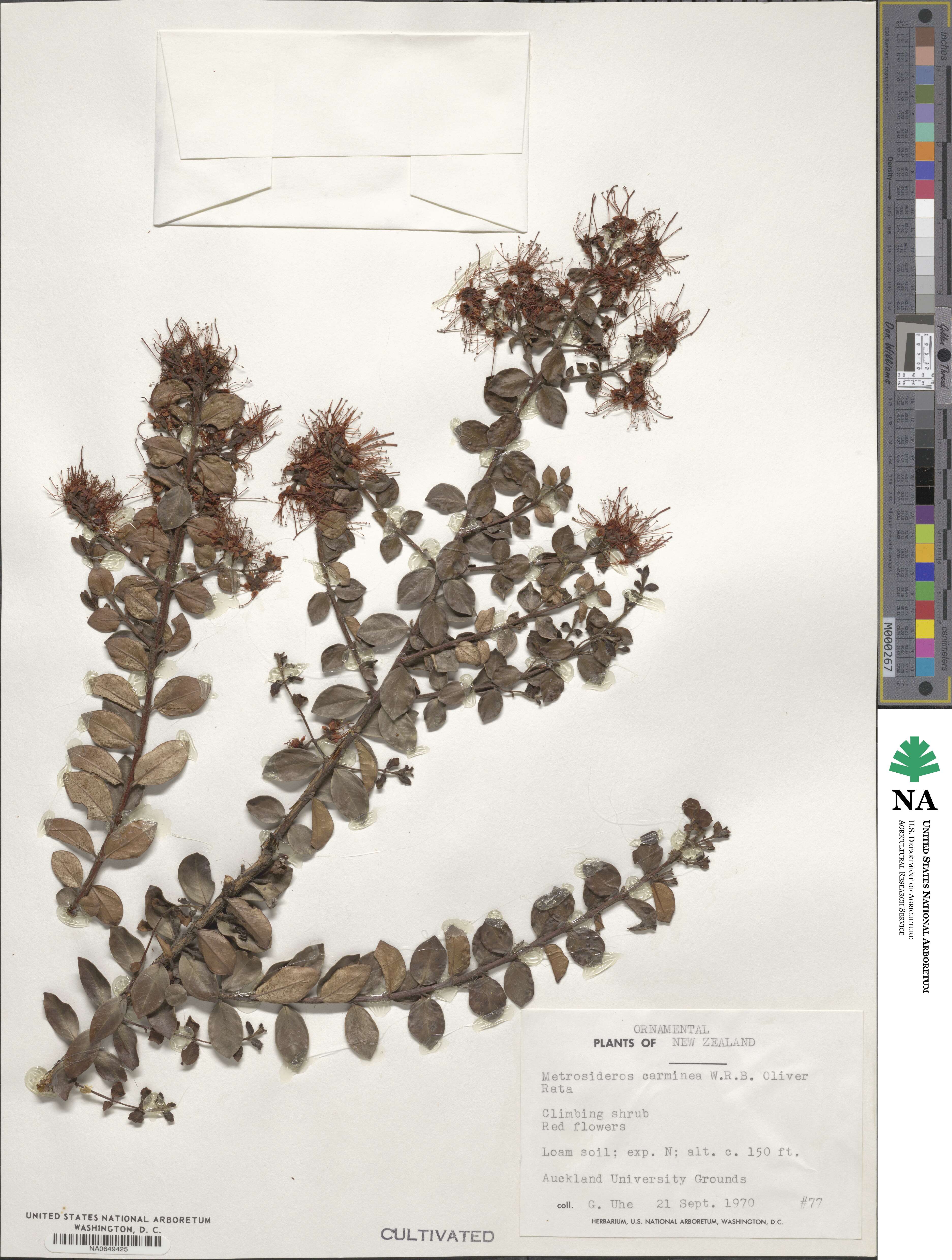 Metrosideros carminea image