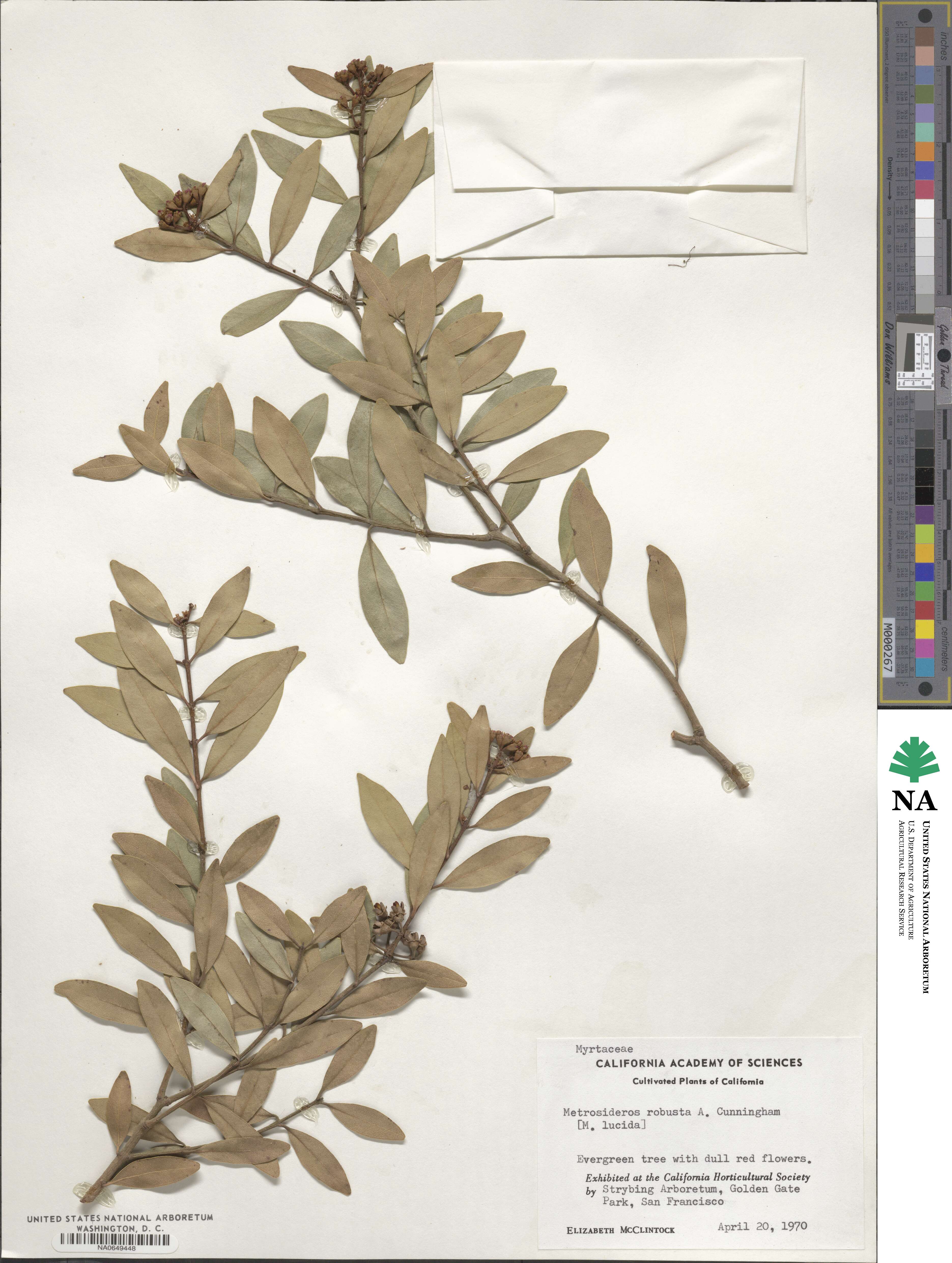 Metrosideros robusta image