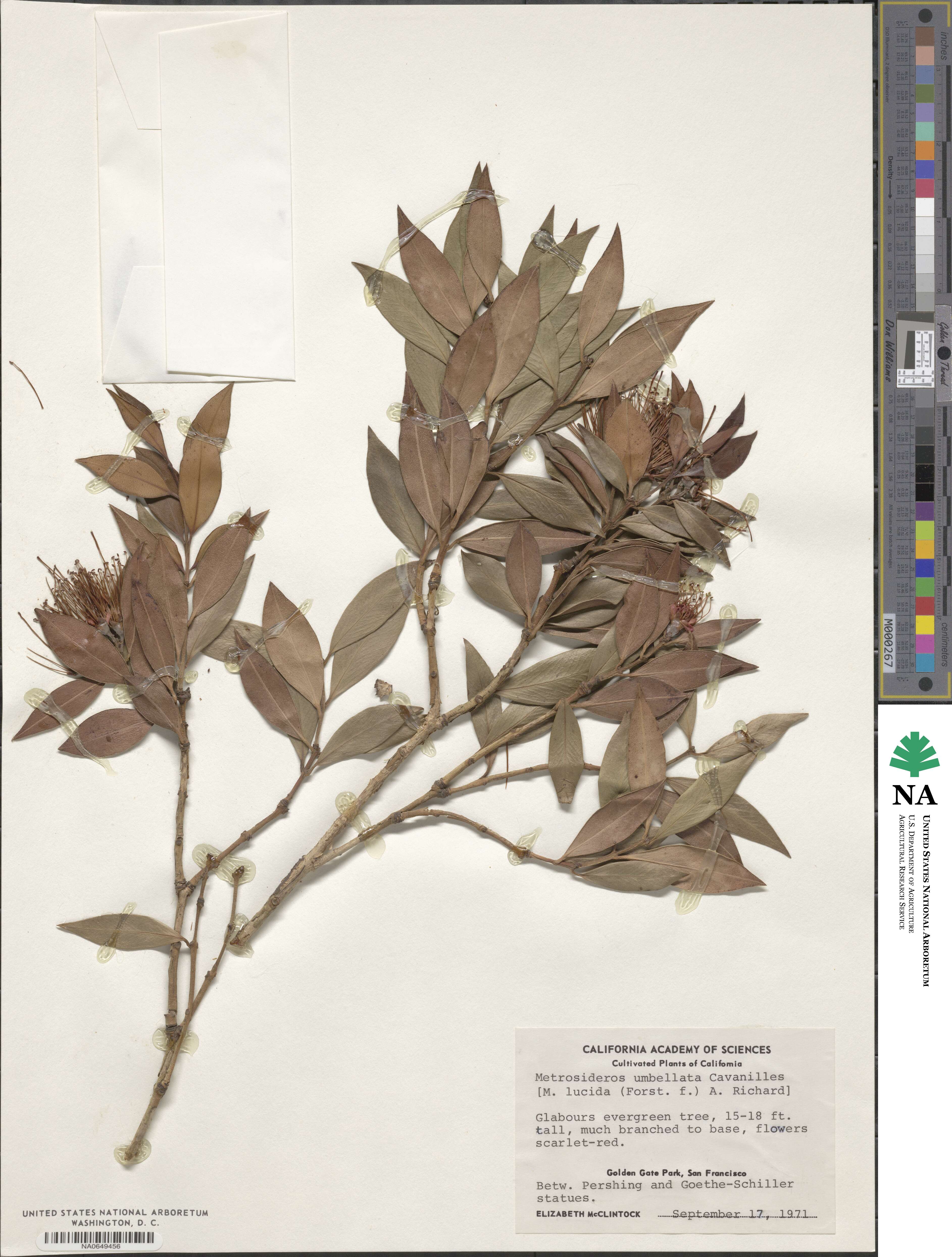 Metrosideros umbellata image