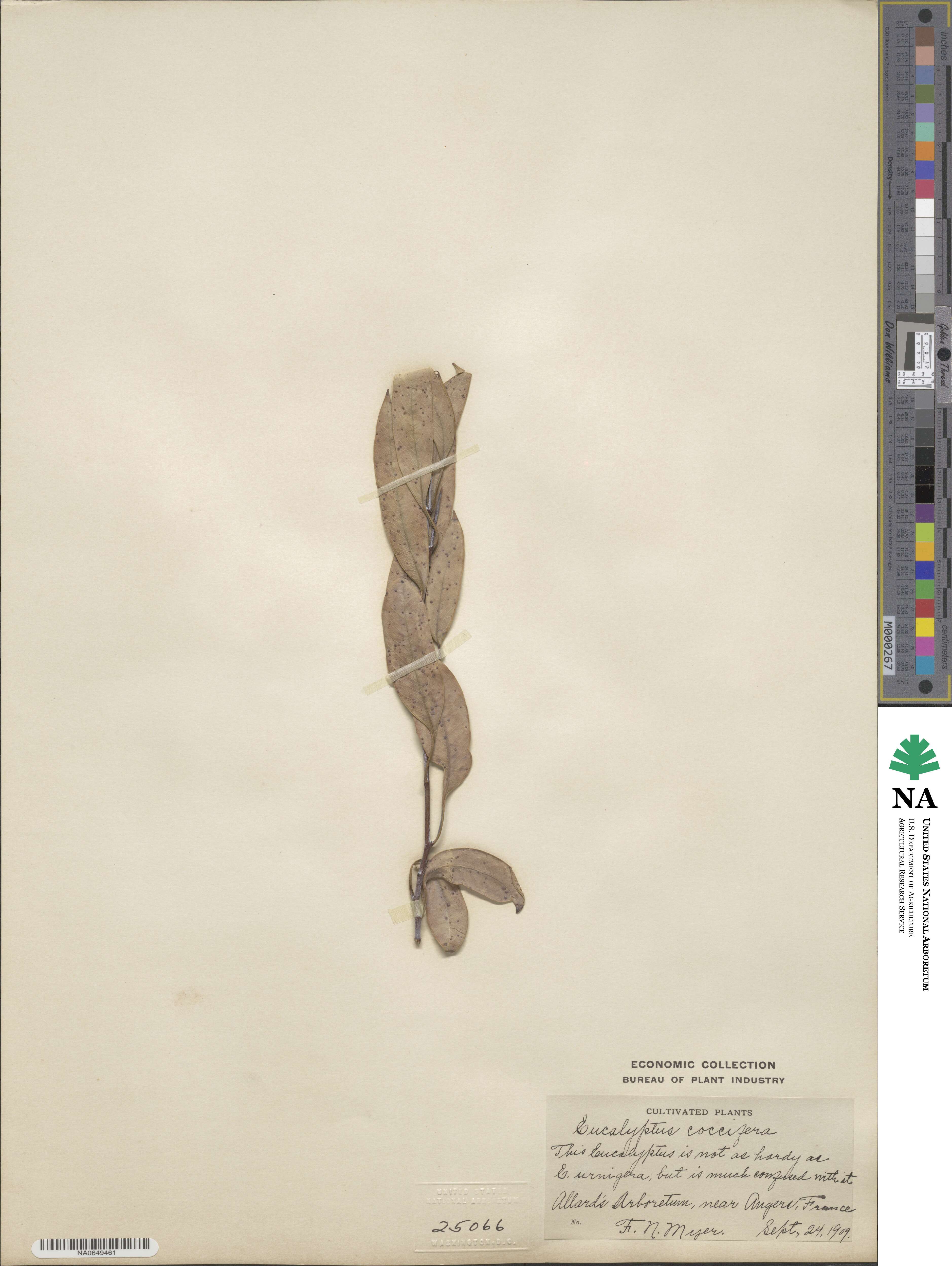 Eucalyptus coccifera image