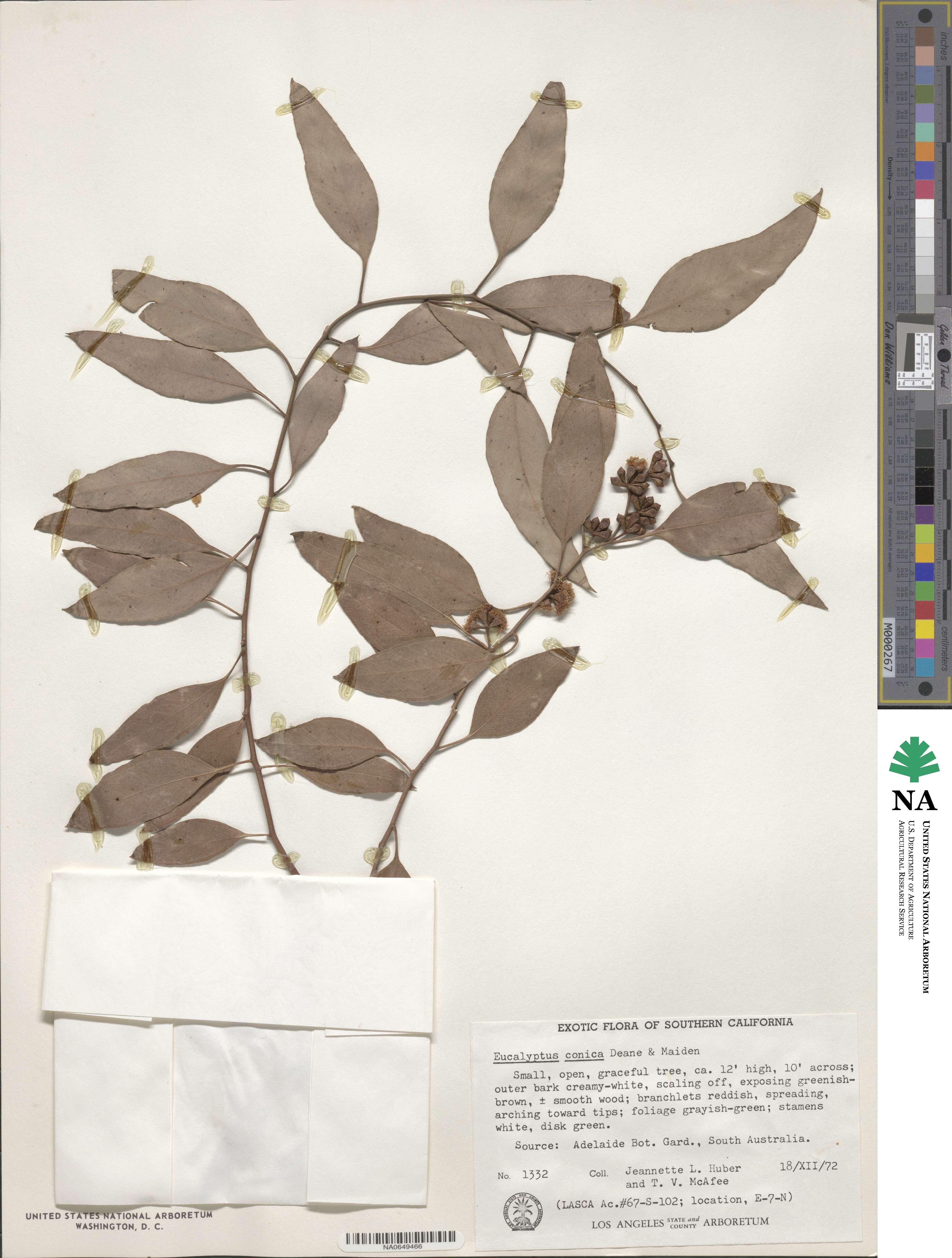 Eucalyptus concinna image