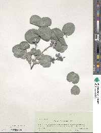 Eucalyptus cordata image