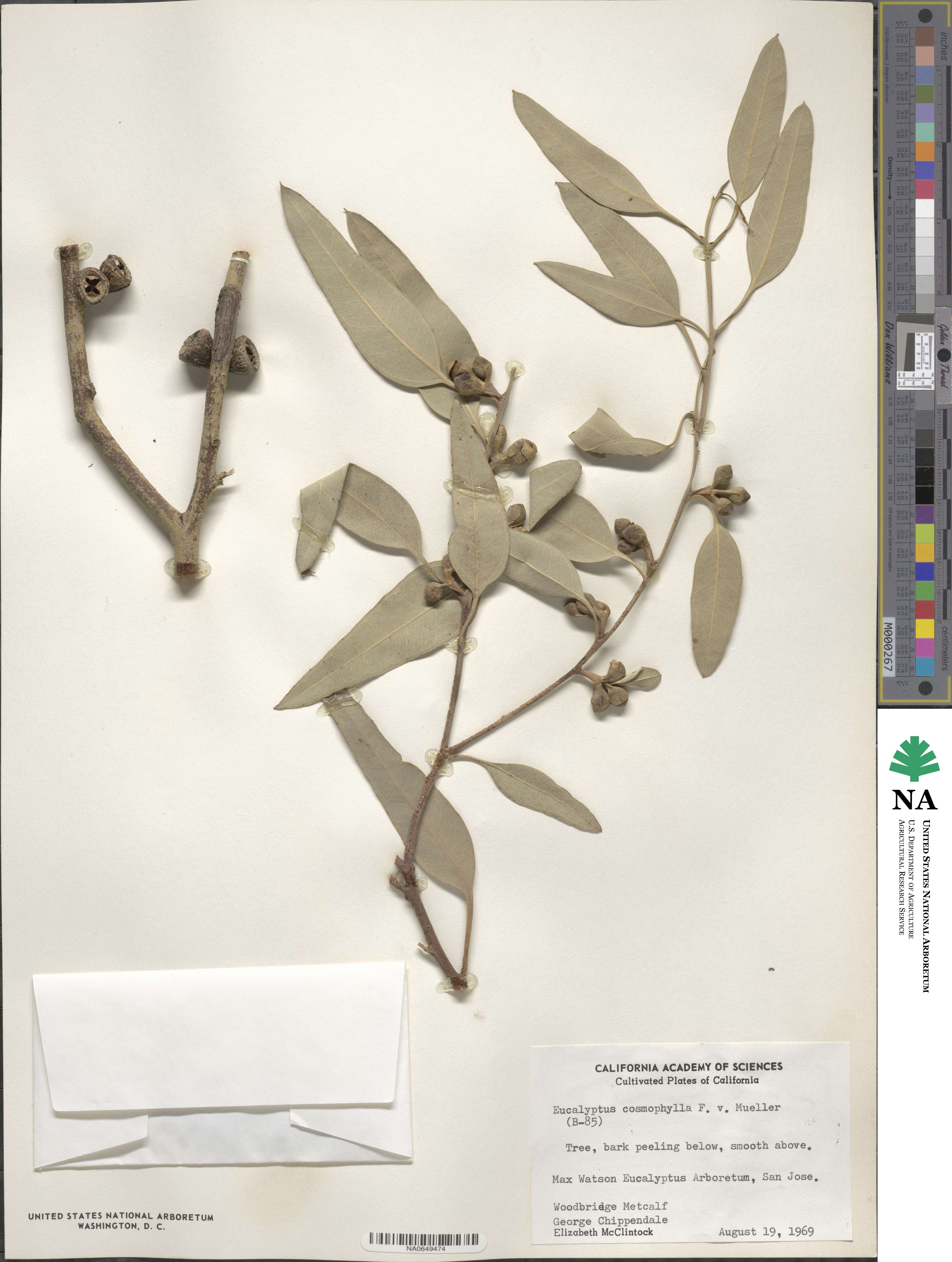 Eucalyptus cosmophylla image