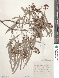 Eucalyptus crebra image