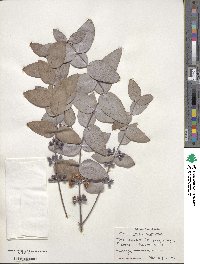 Eucalyptus cinerea image