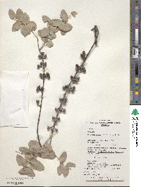 Eucalyptus cinerea image