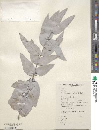 Eucalyptus cinerea image