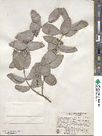 Eucalyptus cinerea image