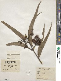 Corymbia citriodora image