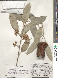 Eucalyptus camaldulensis image