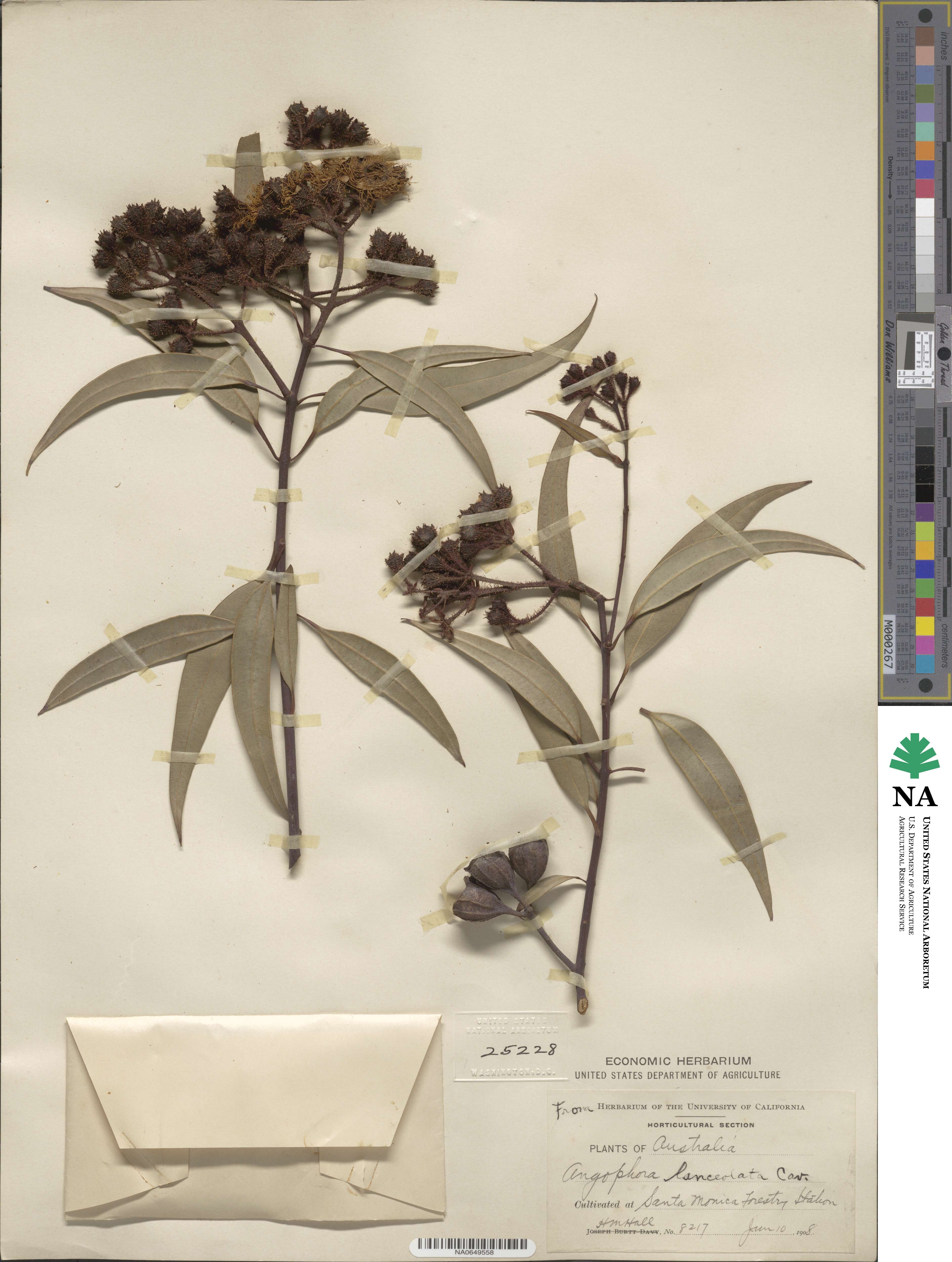 Angophora costata image