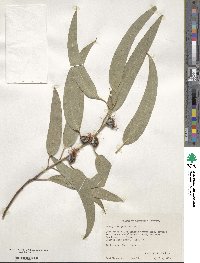 Eucalyptus globulus image