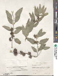 Eucalyptus tereticornis image