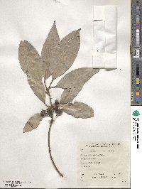 Image of Lophostemon confertus