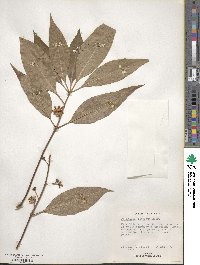 Lophostemon confertus image