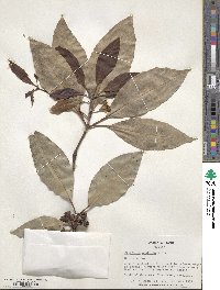 Lophostemon confertus image