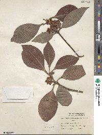 Lophostemon confertus image