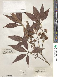 Lophostemon confertus image