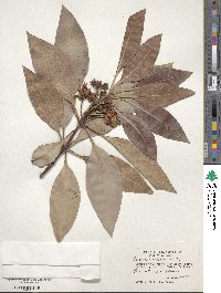 Lophostemon confertus image